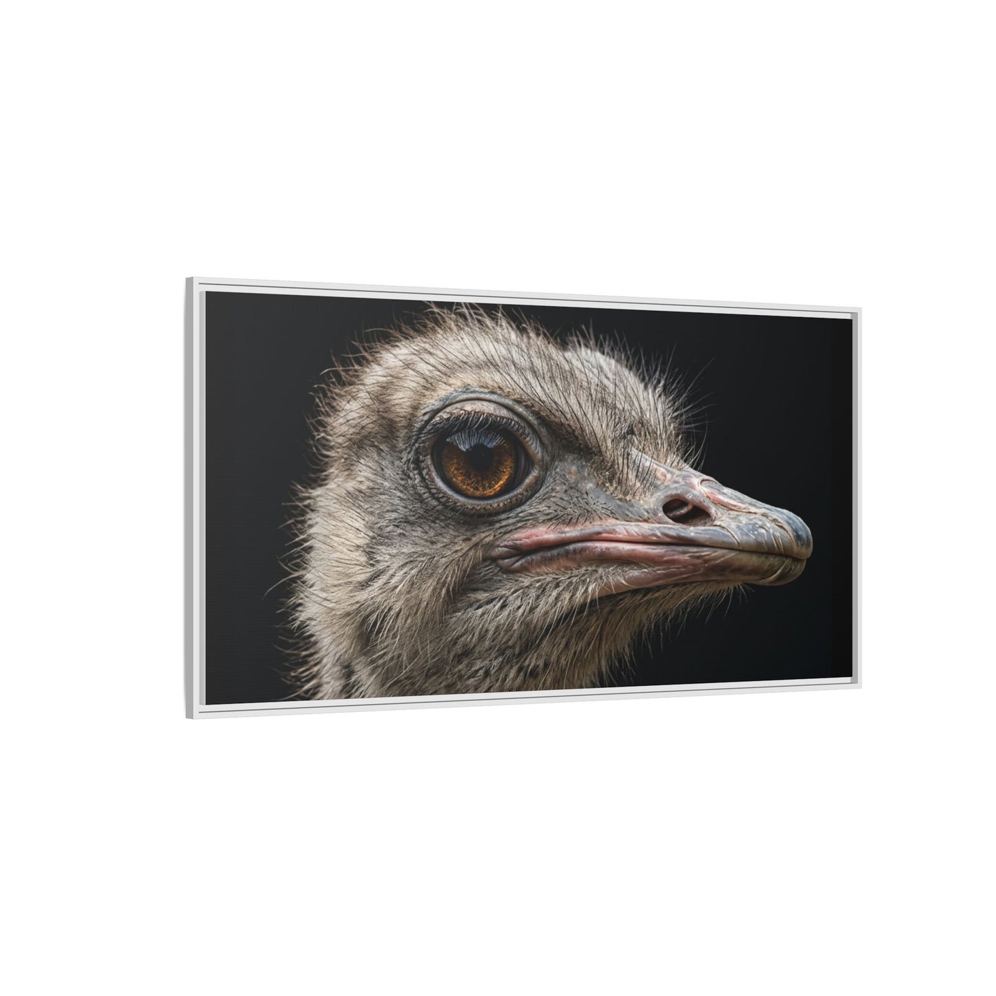 Framed Canvas Print — Ostrich In Colour