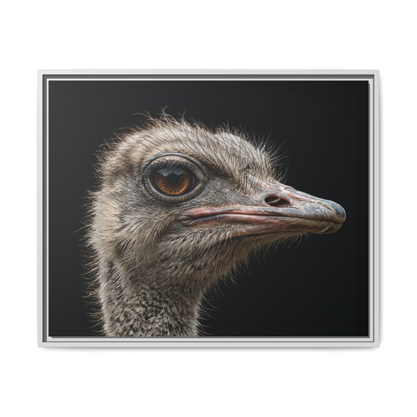 Framed Canvas Print — Ostrich In Colour
