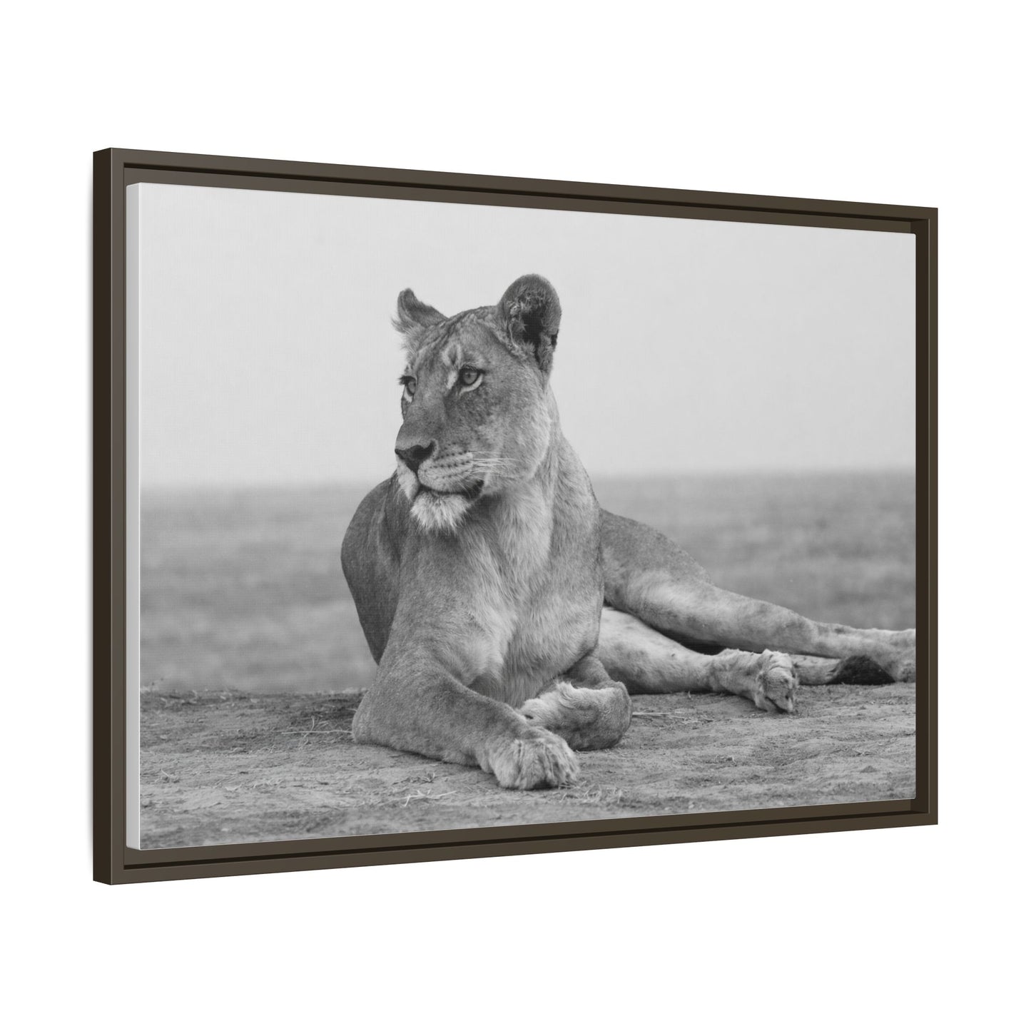 Framed Canvas Print — Lioness In Repose
