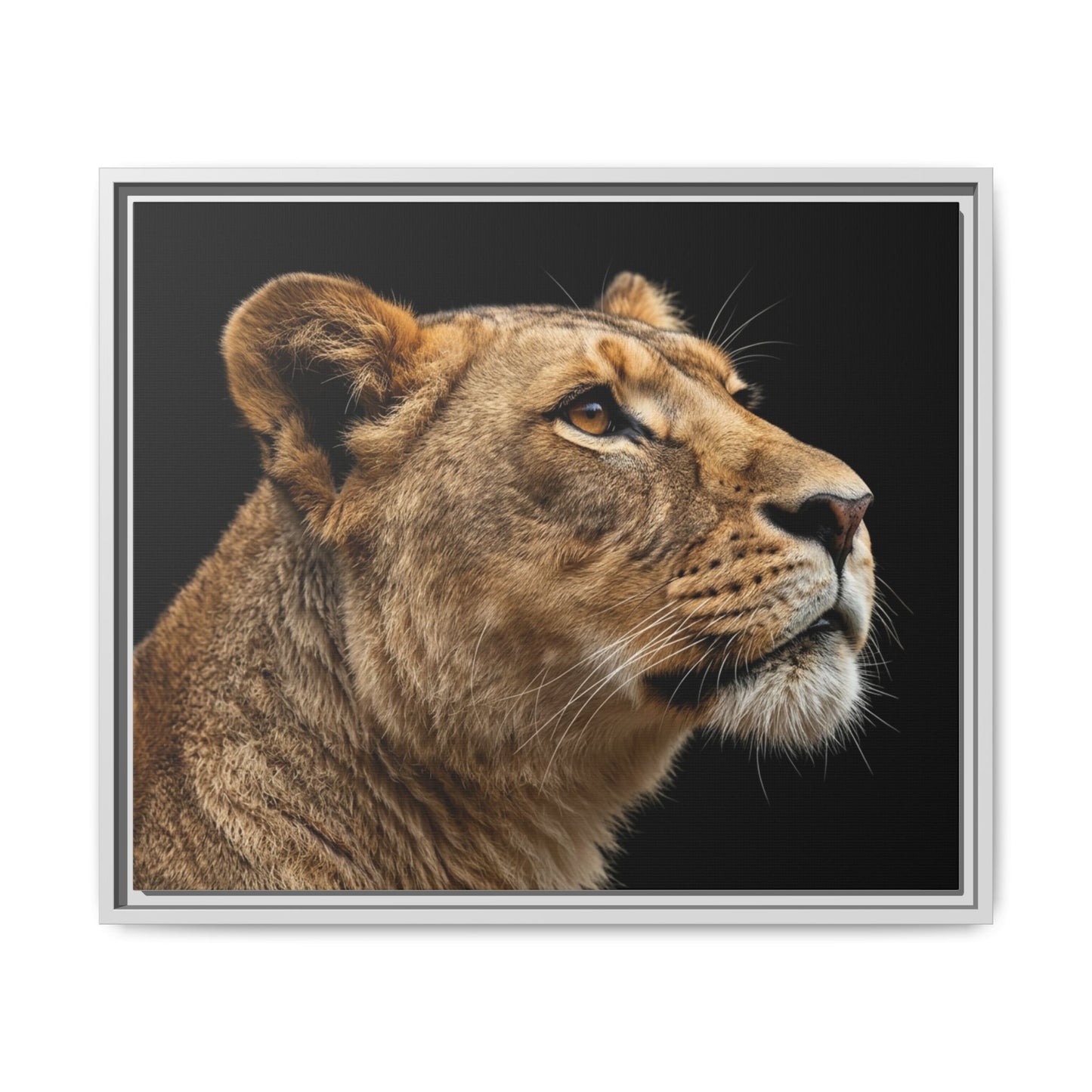Framed Canvas Print — Lioness In Colour