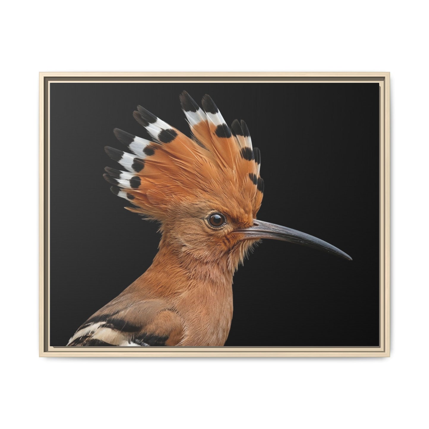 Framed Canvas Print — Afrikan Hoopoe In Colour