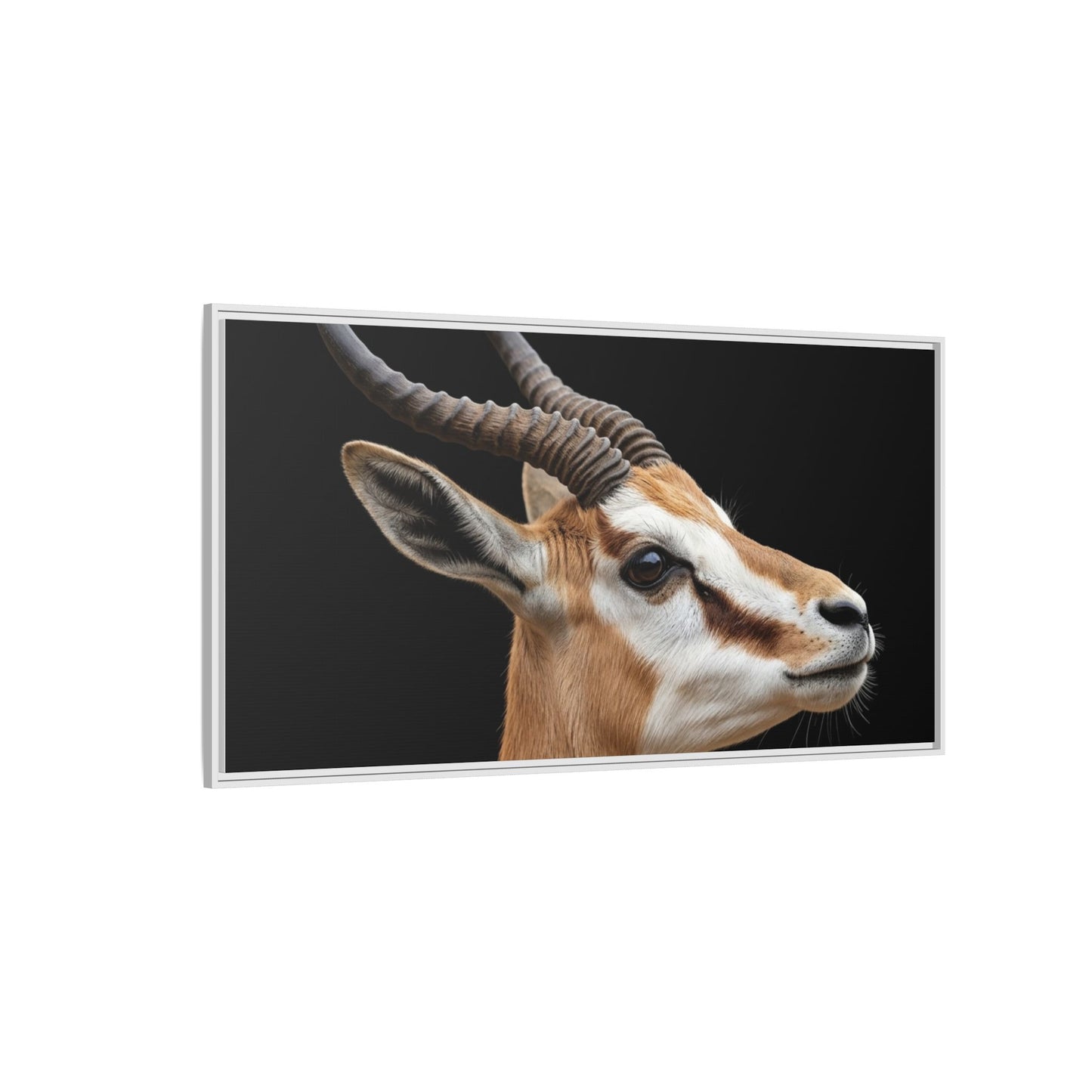 Framed Canvas Print — Afrikan Springbok In Colour