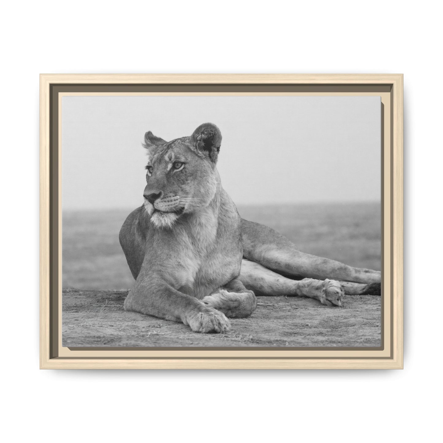 Framed Canvas Print — Lioness In Repose