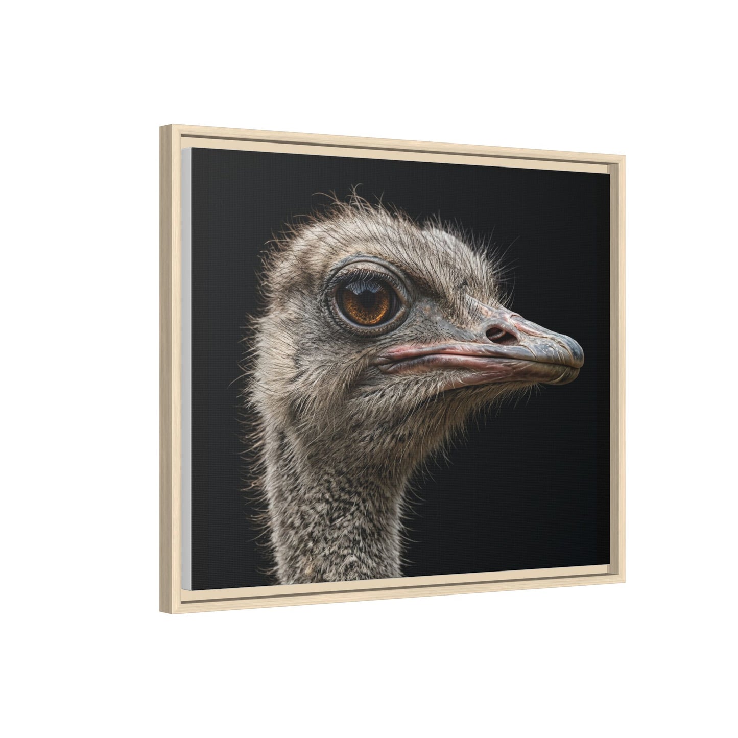 Framed Canvas Print — Ostrich In Colour