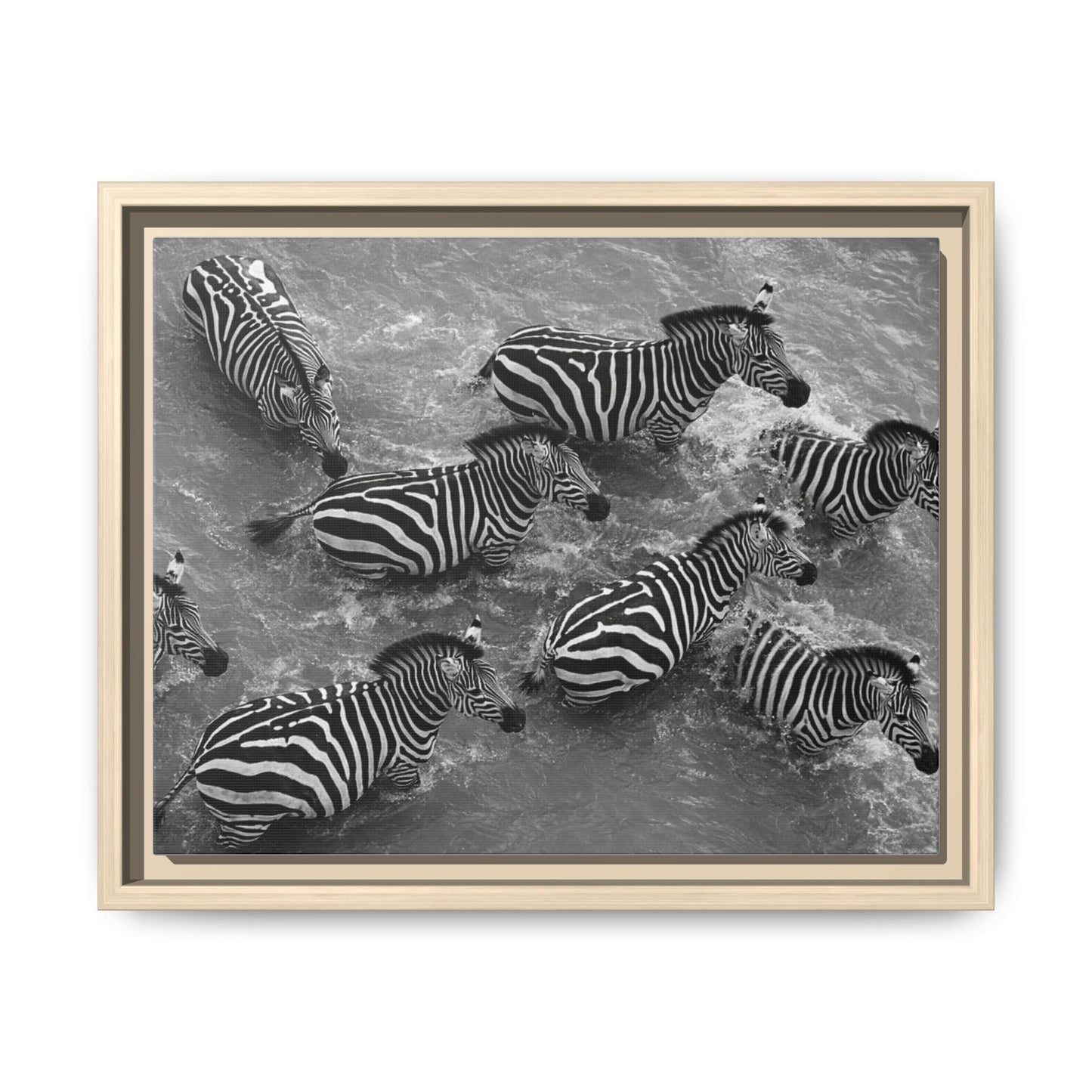 Framed Canvas Print — Zebras In The River