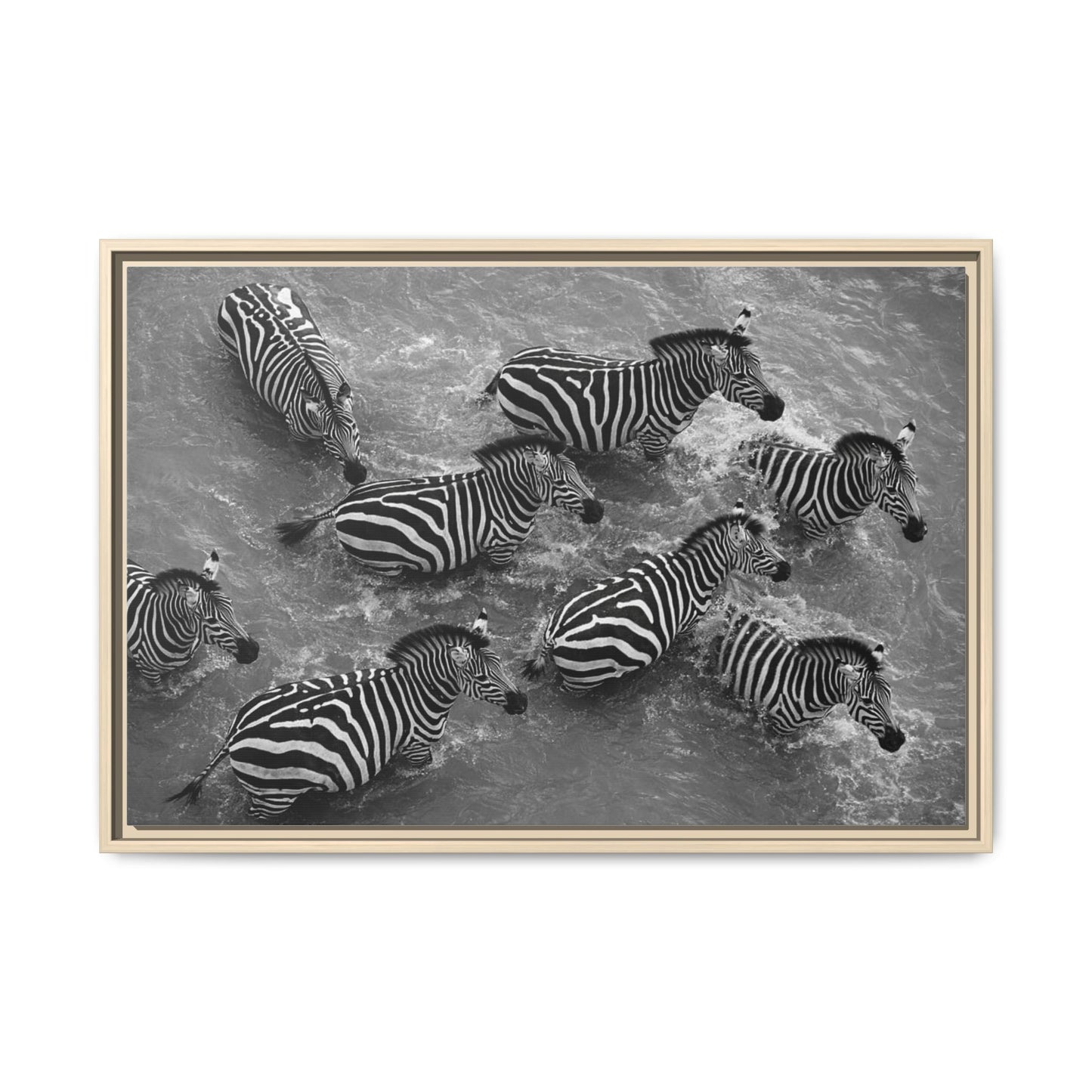 Framed Canvas Print — Zebras In The River