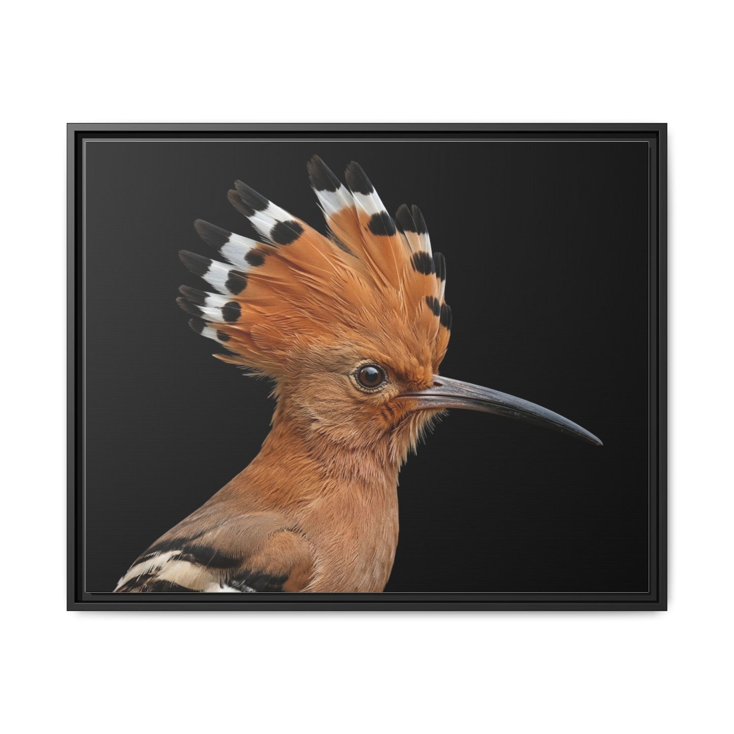 Framed Canvas Print — Afrikan Hoopoe In Colour