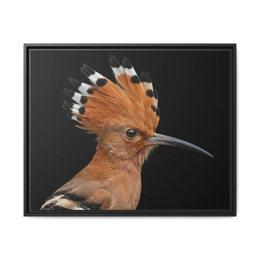 Framed Canvas Print — Afrikan Hoopoe In Colour