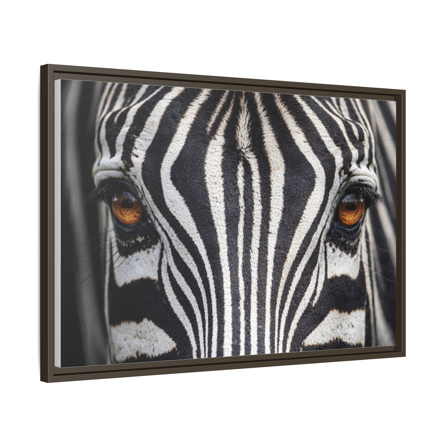 Framed Canvas Print — Zebra Gaze