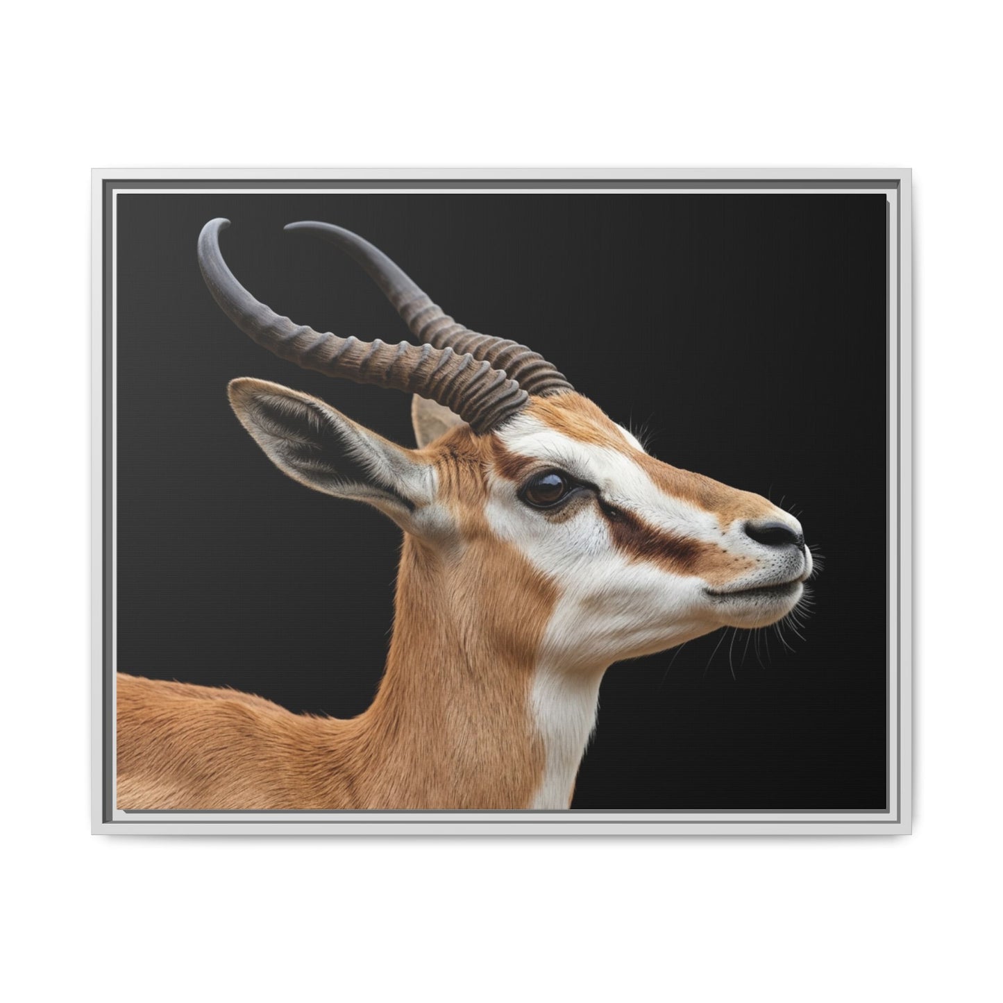 Framed Canvas Print — Afrikan Springbok In Colour