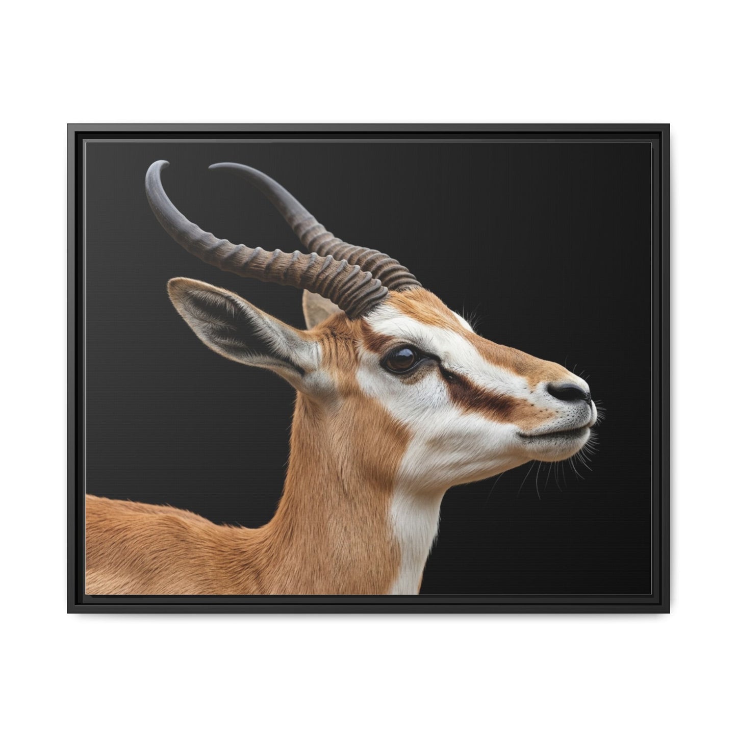Framed Canvas Print — Afrikan Springbok In Colour
