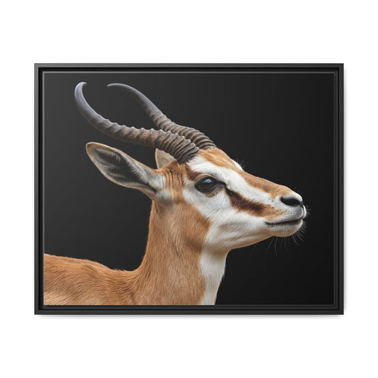 Framed Canvas Print — Afrikan Springbok In Colour