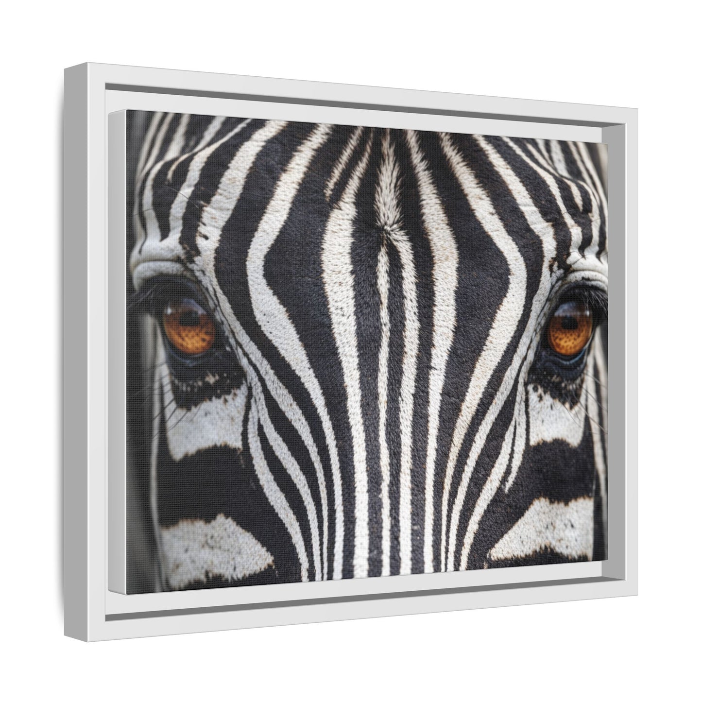 Framed Canvas Print — Zebra Gaze