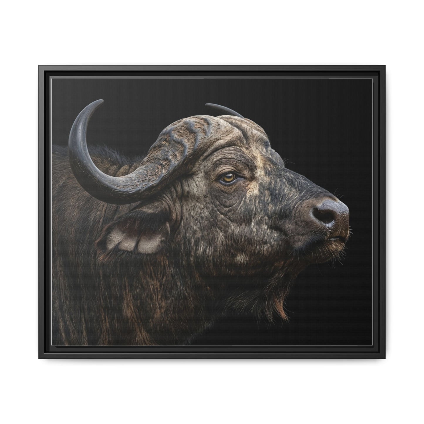 Framed Canvas Print — Cape Buffalo In Colour
