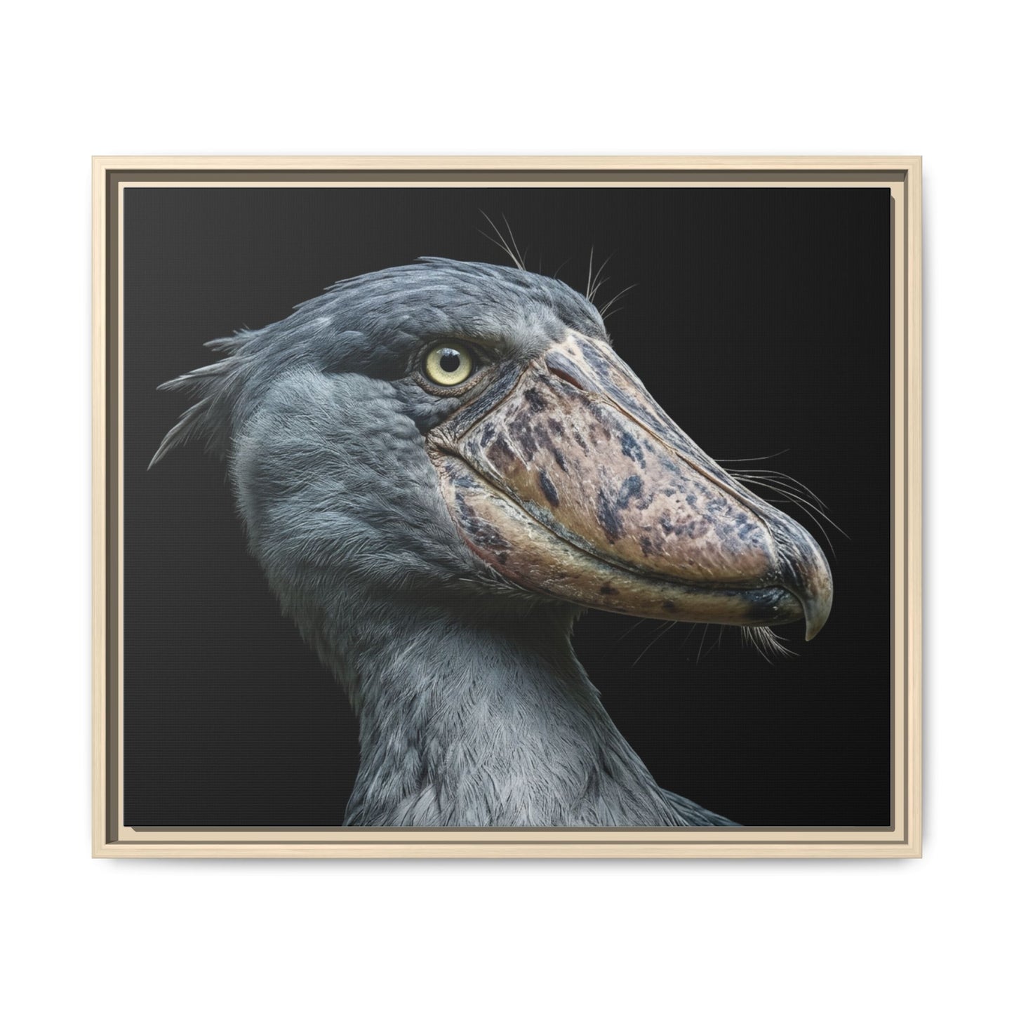 Framed Canvas Print — Shoebill Stork In Colour