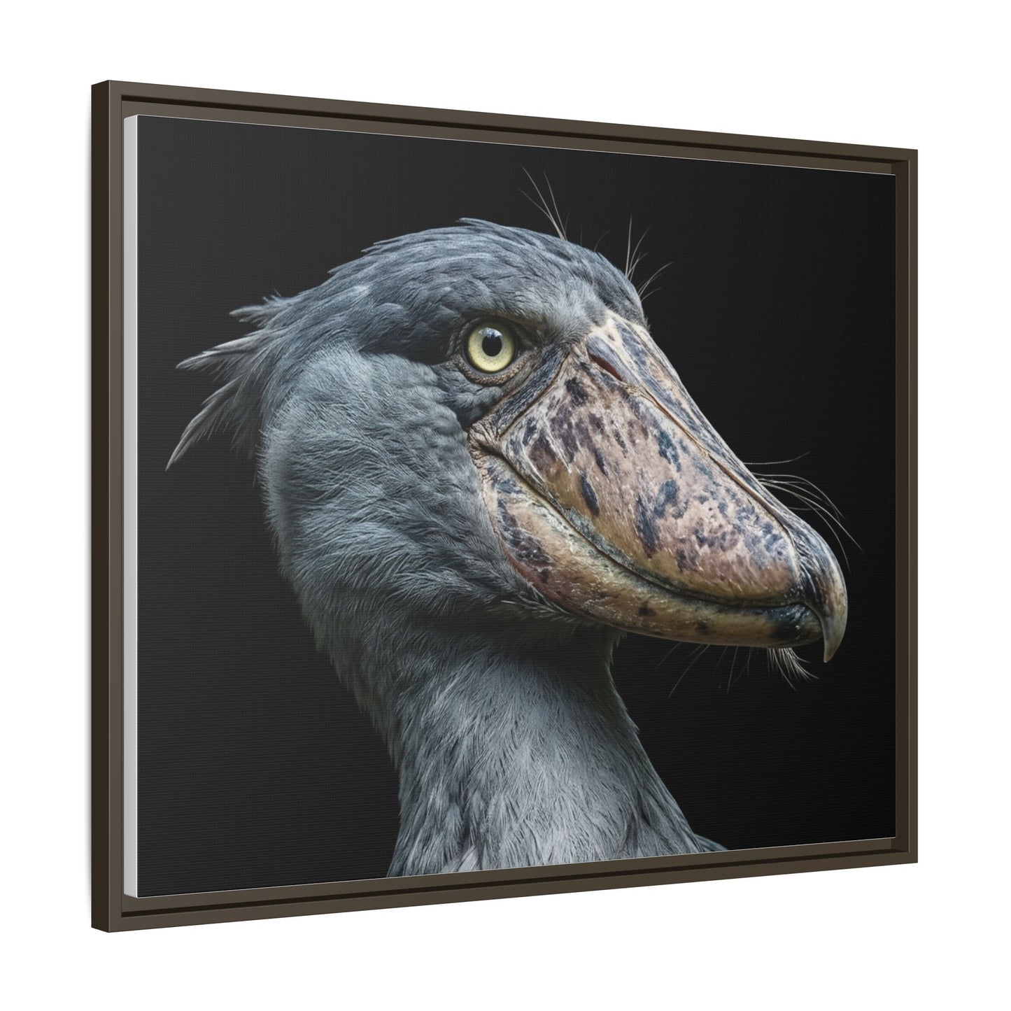 Framed Canvas Print — Shoebill Stork In Colour