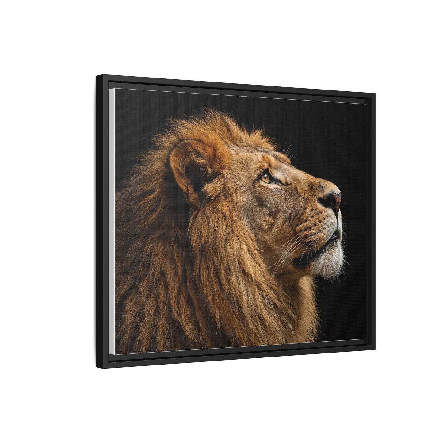 Framed Canvas Print — Lion In Colour