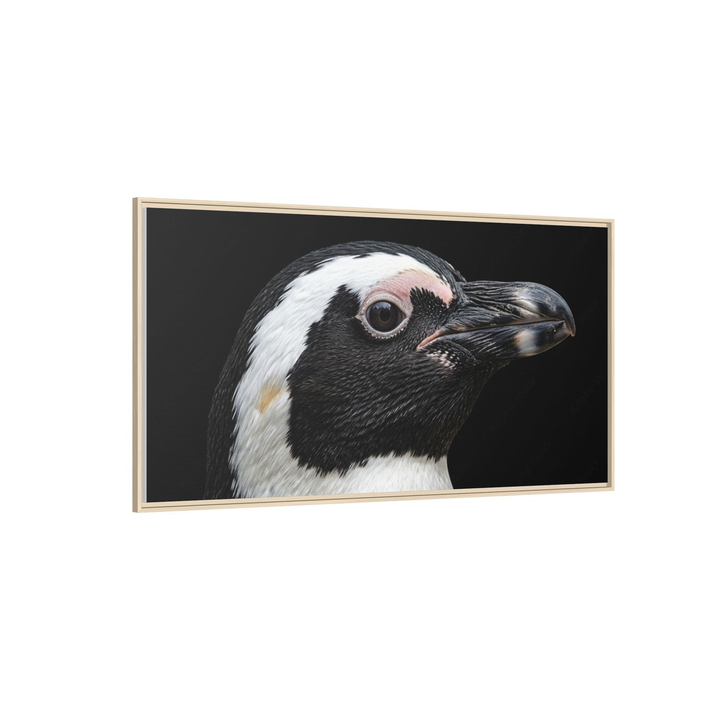 Framed Canvas Print — Afrikan Penguin In Colour