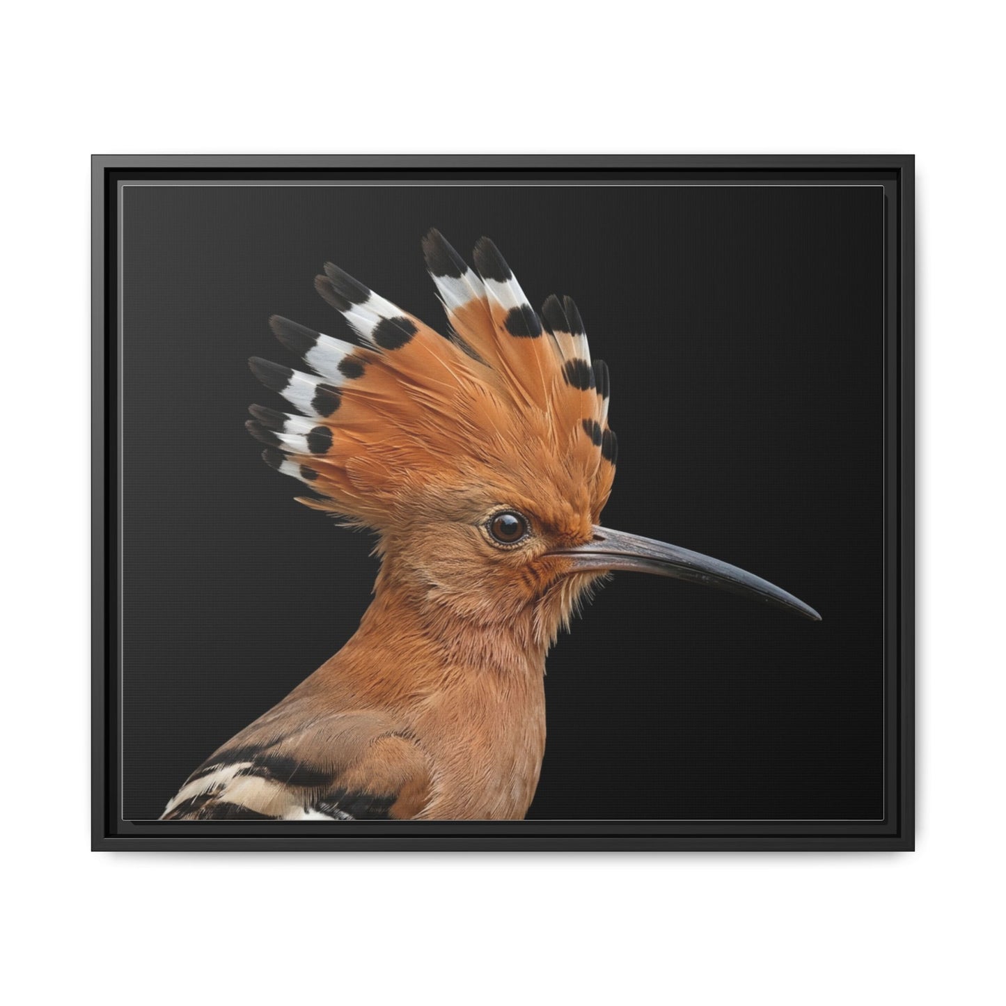 Framed Canvas Print — Afrikan Hoopoe In Colour