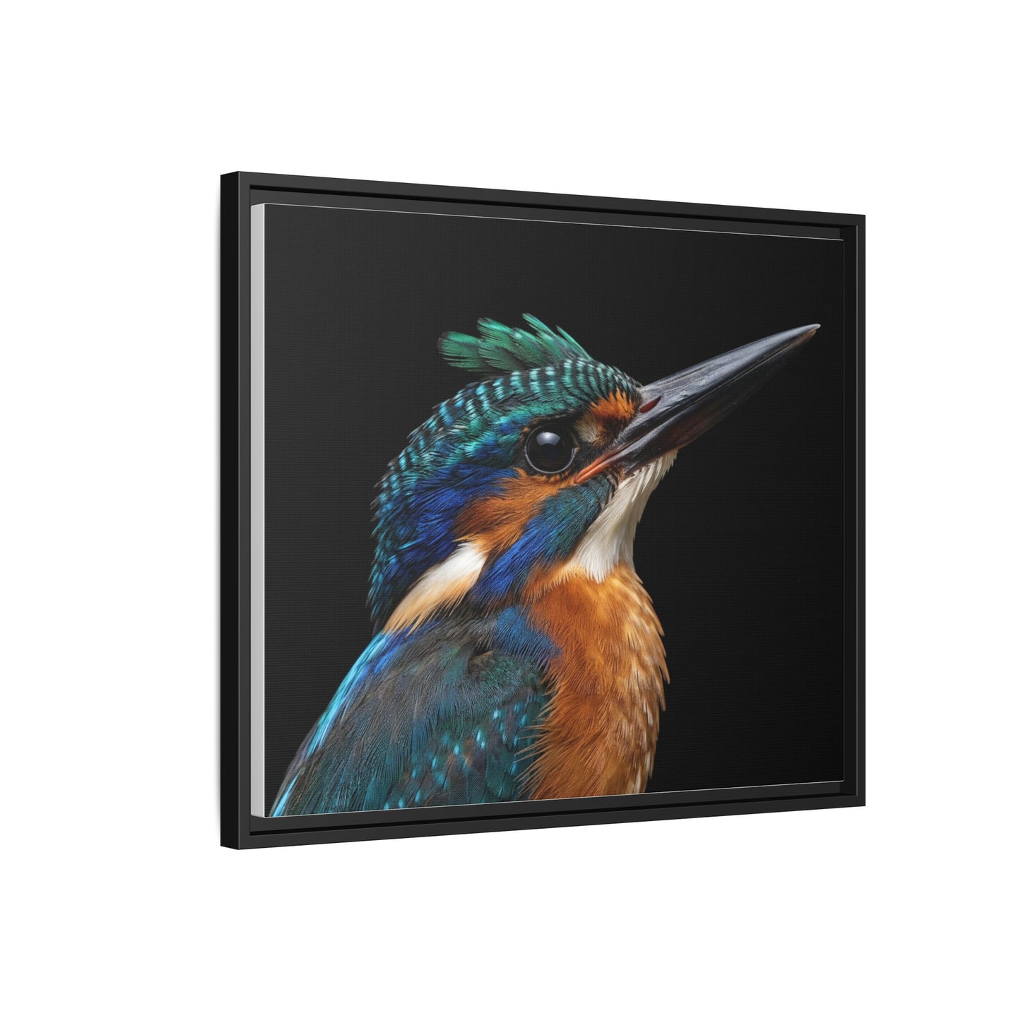 Framed Canvas Print — Malachite Kingfisher In Colour