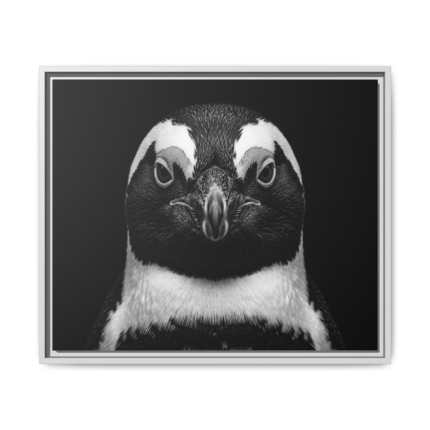 Framed Canvas Print — Afrikan Penguin In Black