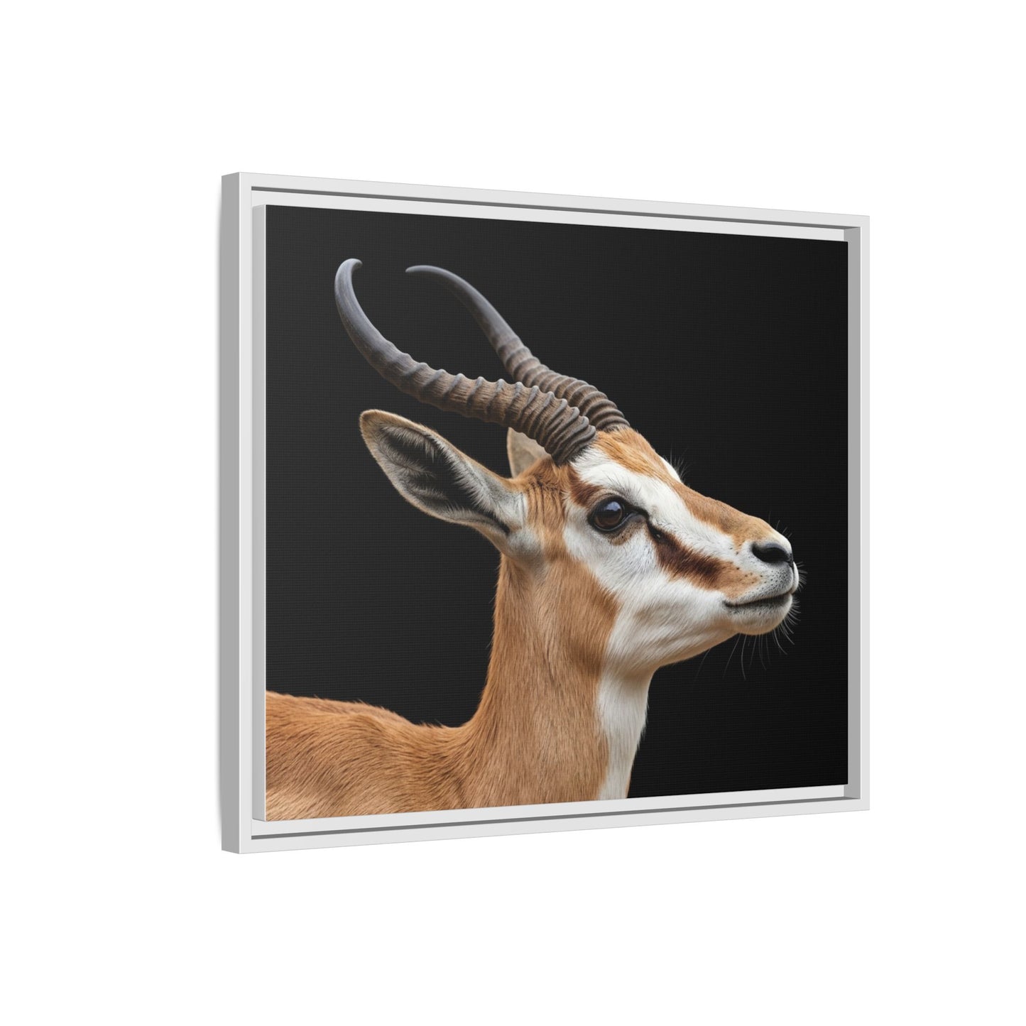 Framed Canvas Print — Afrikan Springbok In Colour