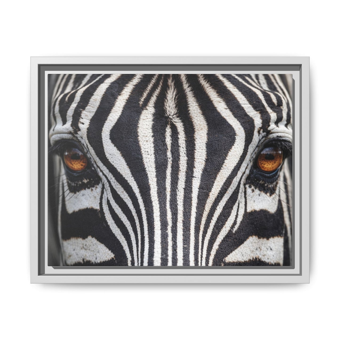 Framed Canvas Print — Zebra Gaze