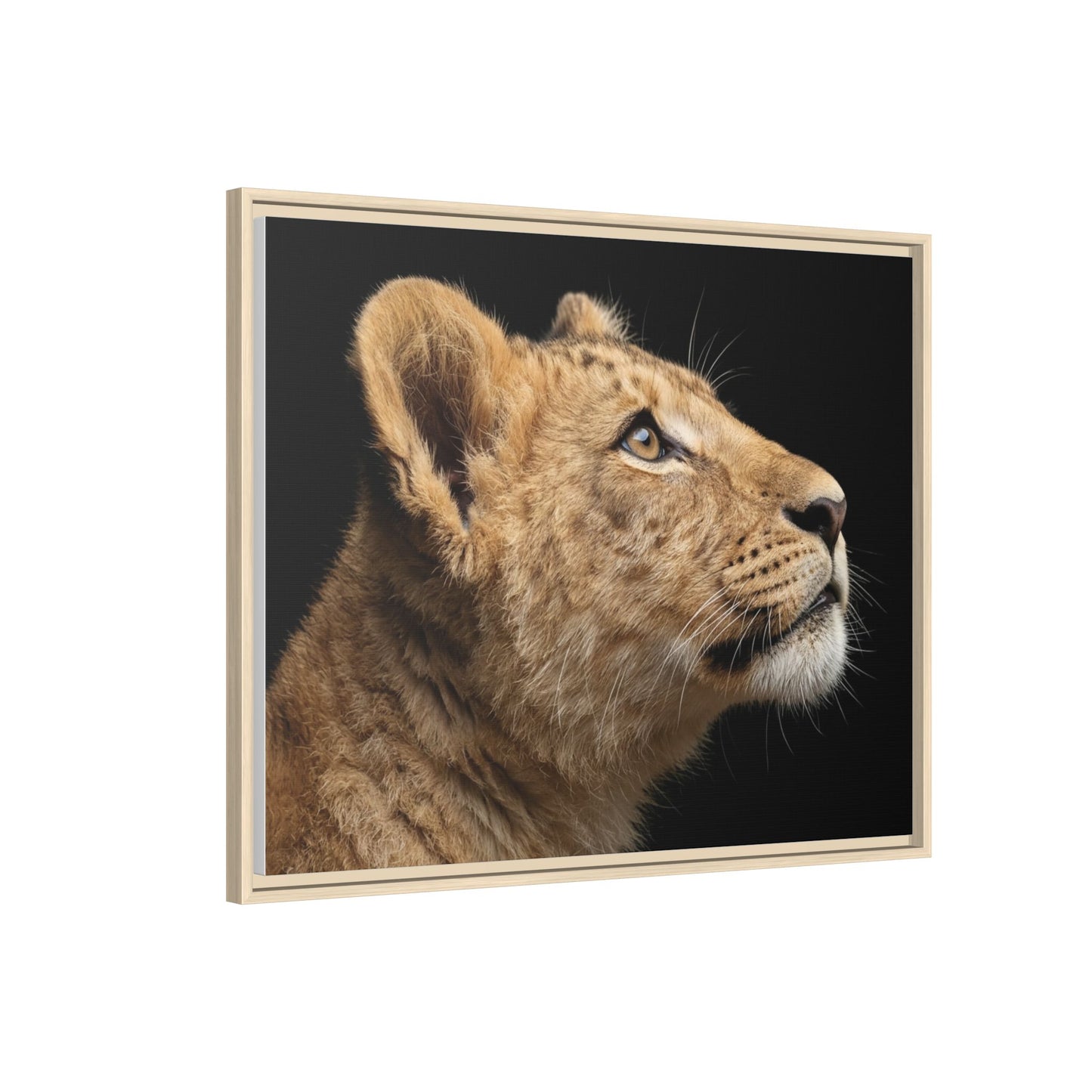 Framed Canvas Print — Lion Cub In Colour