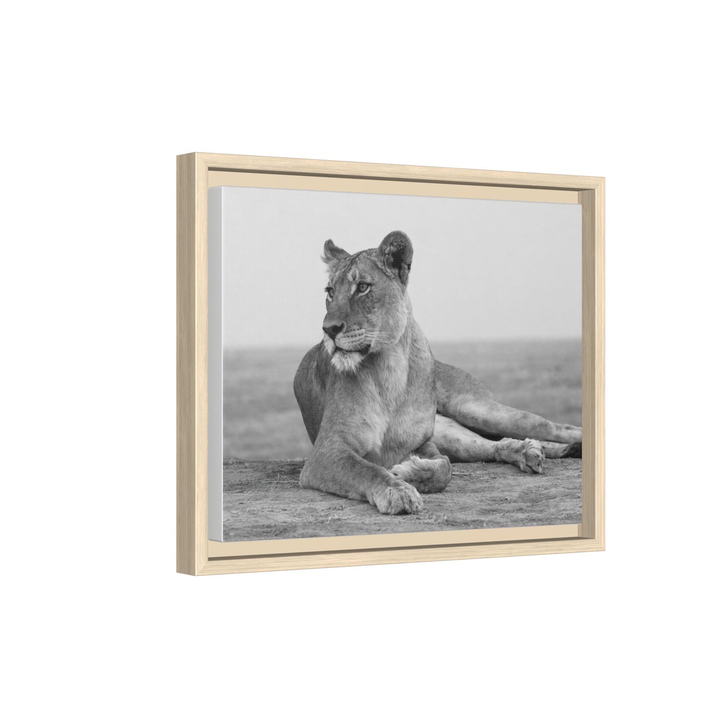 Framed Canvas Print — Lioness In Repose