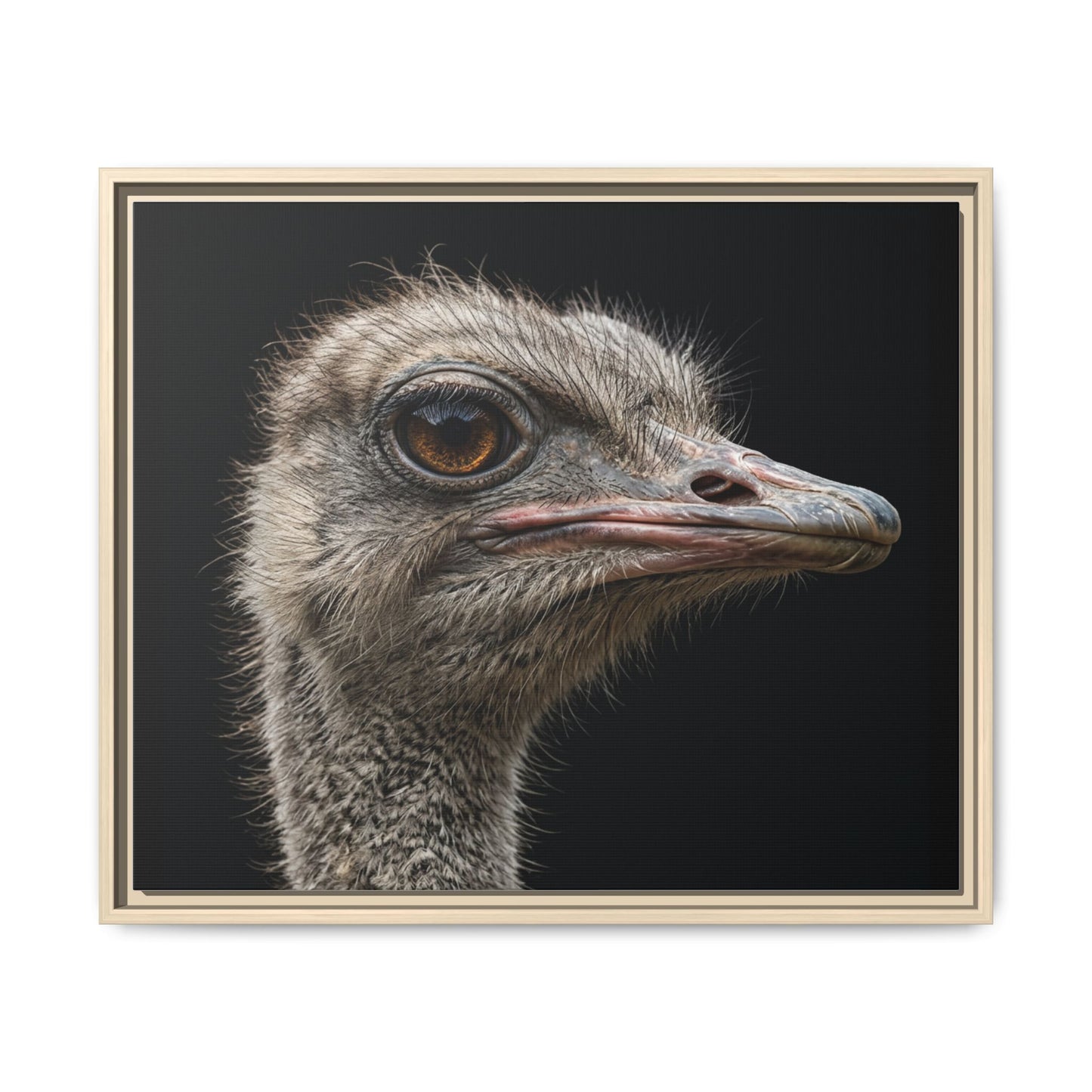Framed Canvas Print — Ostrich In Colour