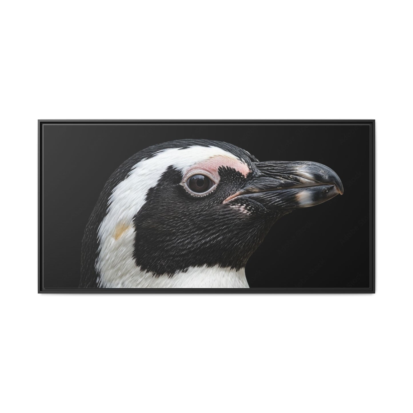 Framed Canvas Print — Afrikan Penguin In Colour