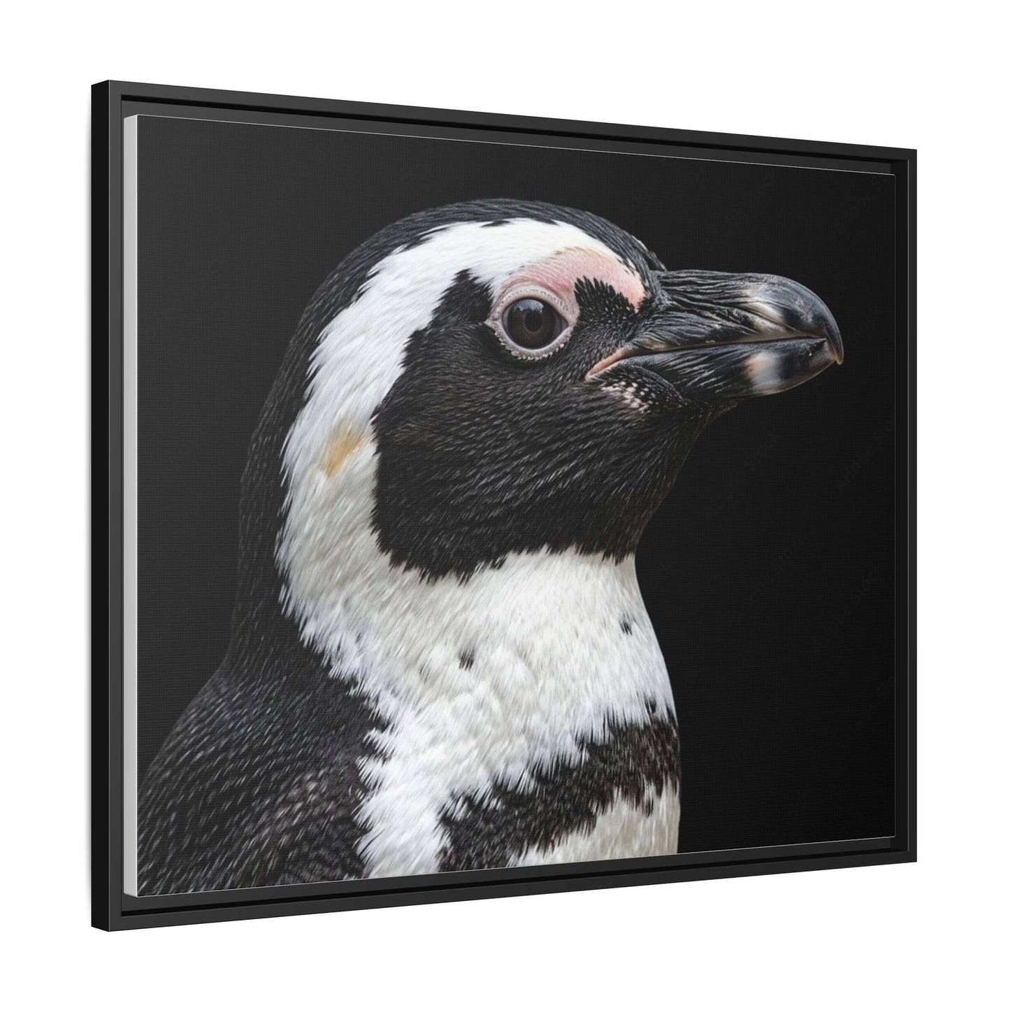 Framed Canvas Print — Afrikan Penguin In Colour