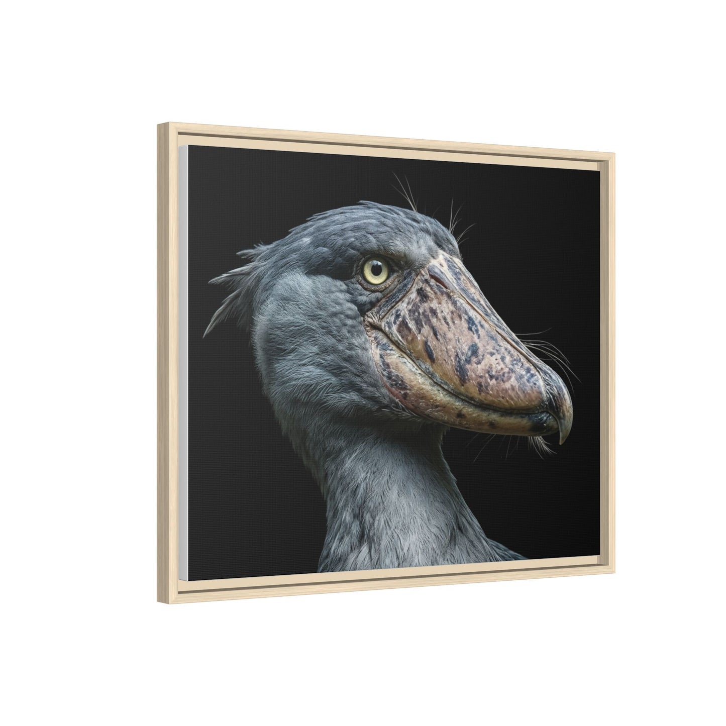 Framed Canvas Print — Shoebill Stork In Colour